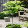 Japanischer Ahorn - Acer palmatum 'Going Green' - Höhe Produktbild-Vorschau 5