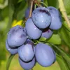 A close-up of a cluster of ripe plums on a branch, with water droplets on their skin. Produktbild-Vorschau