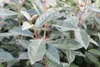 Stauden Gänge 10 x Elaeagnus ebbingei - Wintergrüne Ölweide Produktbild-Vorschau 1