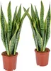 Bloomique - 2er Set - Sansevieria Laurentii - Bogenhanf - Produktbild-Vorschau 1