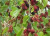 SAFLAX - Weißer Maulbeerbaum - 200 Samen - Morus alba Produktbild-Vorschau 5