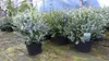 4 Stück Eucalyptus Gunni Gunnii Busch Kugel Eukalyptusbaum, Produktbild-Vorschau 9