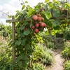 x1 Actinidia arguta 'Ken's Red' P15 H60 Produktbild-Vorschau 3