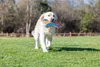 Chuckit! Hundespielzeug Ultra Flying Squirrel, Maße: 24 x Produktbild-Vorschau 7
