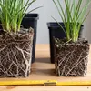 Stauden Gänge 3 x Kniphofia 'Papaya Popsicle' - Orangerote Produktbild-Vorschau 5