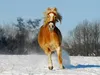 CALVENDO Puzzle Haflinger im Schnee | 1000 Teile Lege-Größe Produktbild-Vorschau 3
