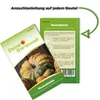 Muskatkürbis Muscade de Provence Samen - Cucurbita moschata Produktbild-Vorschau 3
