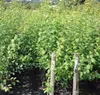 Königin Viktoria goldgelbe Pflaume Säule 80 - 120 cm 7,5 Produktbild-Vorschau 3
