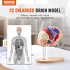 VEVOR Menschliches Gehirn Modell Anatomie, 2X Lebensgroßes Produktbild-Vorschau 2
