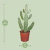 Opuncja figowa (Opuntia Consolea) - roslina doniczkowa, Podgląd zdjęcia produktu 1