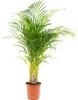 Złota palma owocowa - Areca - Ø24cm - ↕130cm Podgląd zdjęcia produktu 12