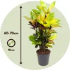 Croton - Codiaeum variegatum 'Mrs. Iceton' - Hauteur Voir les images du produit 2
