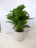 [Palmenlager] XL Dieffenbachia Tropic Snow 100 cm- Pot 21 Produktbild-Vorschau 2