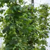 2 x Luppolo - set di 2 Humulus lupulus (femmina - luppolo Anteprima dell’immagine prodotto 5