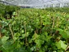 10 Stück Efeu Hedera helix 100 - 120 cm Heckenpflanze Produktbild-Vorschau 6