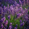Lavandula angustifolia Munstead - lawenda - mrozoodporna - Podgląd zdjęcia produktu 5