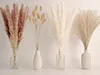 65er Pack Natürliches Getrocknetes Pampasgras Bouquet für Produktbild-Vorschau 1