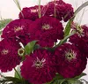 Dürr-Samen - Zinnien Benarys Riesen weinrot einjährig 80 cm Produktbild-Vorschau 4
