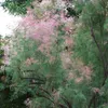 2 x Tamaris d'été - Tamarix ramosissima 'Pink Cascade' - Voir les images du produit 2