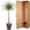 olifantspoot Beaucarnea 120cm Ø32cm kamerplant met dickem Productafbeelding-voorbeeld 3