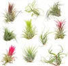 Bloomique - Lot de 10 - Tillandsia - Plantes aériennes - Voir les images du produit 1