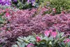 Acer palmatum 'Atropurpureum', Japanischer Ahorn, Produktbild-Vorschau 5