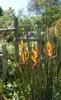 Strelitzia juncea (kvetina rajského vtáka) – 3 semená Náhľad obrázku produktu 2