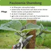 2 x Paulownia Blauglockenbaum Shandong im 8-10 cm Topf Produktbild-Vorschau 4