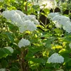 Green boutiQ - Hortensia à plumes - Hydrangea arborescens Voir les images du produit 4