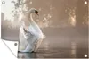 Gartenposter - 60x40 cm - Schwan im nebligen See  - Produktbild-Vorschau 2