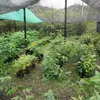Sensalux NATURE Tischdeckenrolle - 1,18m x 25m Produktbild-Vorschau 8