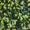 Sedum- & Gründach-Dünger - 20 kg für 400 m2 - Organifer Produktbild-Vorschau 5