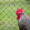 Maschendrahtzaun 150 cm Höhe 15 m Länge Maschendraht Produktbild-Vorschau 7