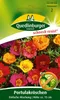Quedlinburger Saatgut - Portulakröschen Einfachblühend - Produktbild-Vorschau 1
