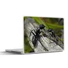 MuchoWow® Laptop Aufkleber Sticker Cover Ameisen - Rüssel - Produktbild-Vorschau 1