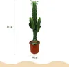 Green boutiQ - Zimmerpflanze - Euphorbia eritrea - Produktbild-Vorschau 3