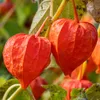 Bloomique - Zestaw 3 szt. - Physalis Alkekengi Franchetii - Podgląd zdjęcia produktu 3