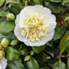 A close-up of a white and yellow camellia flower with green leaves and buds. Produktbild-Vorschau