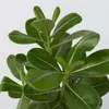 Adenium arabskie - 2 szt - Adenium obesum - Wysokość Podgląd zdjęcia produktu 3