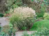 Stauden Gänge 1 x Miscanthus sinensis 'Silberspinne' im 1 Produktbild-Vorschau 3