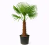 Palme Trachycarpus Fortunei, Chinesische Hanfpalme, Produktbild-Vorschau 2