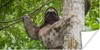 MuchoWow® Poster Ein Faultier klettert auf einen Baum in Produktbild-Vorschau 1