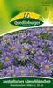 Australisches Gänseblümchen, Blausternchen Produktbild-Vorschau 2