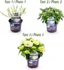Green boutiQ - Balkonpflanze - Hortensie - Hydrangea Produktbild-Vorschau 4