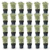 Green boutiQ - 24x Euonymus japonicus White Spire - Produktbild-Vorschau 2