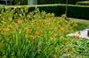 Leopardenblume, Cont. 0,5 l Produktbild-Vorschau 5