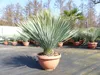 Yucca Rostrata 80 - 100 cm in Bonsai Schale | winterhart | Produktbild-Vorschau 9