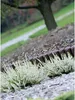 Prosperplast Palisada Collection 25x45x13 Cm Trennzeichen Produktbild-Vorschau 2