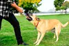 A person playing tug-of-war with a dog in a park. Produktbild-Vorschau