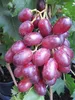 Vitis vinifera Rhea® Rose - Weinrebe Weintraube Tafeltraube Produktbild-Vorschau 5